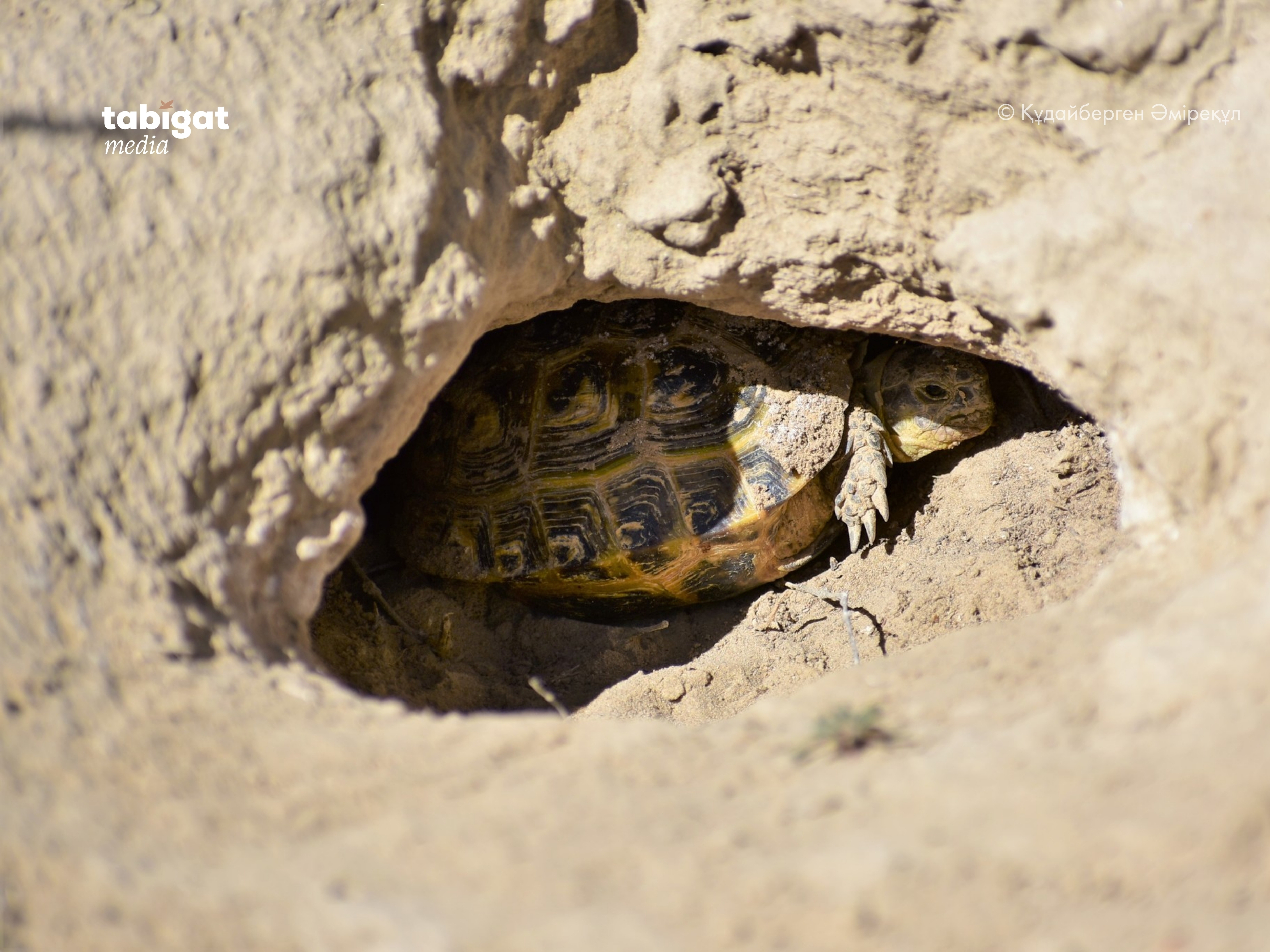 Менің әйелімді достарым ұрып-соғады